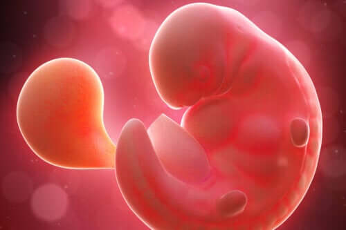 6e semaine de grossesse : symptômes, développement du bébé et recommandations