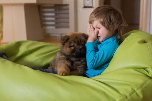 enfant bébé allergie chien chiot poils d'animaux rhinite allergique