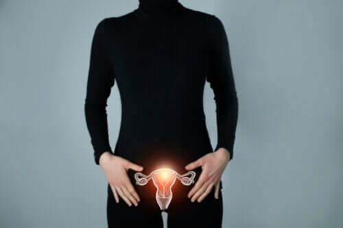 Que sont les trompes de Fallope ?