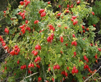 Arbre de rose musquée ou églantier.