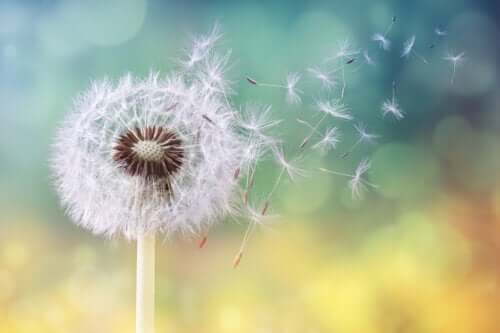 10 remèdes naturels contre l'allergie au pollen