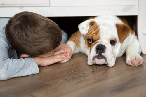 Que faire si mon enfant se fait mordre par un chien ?