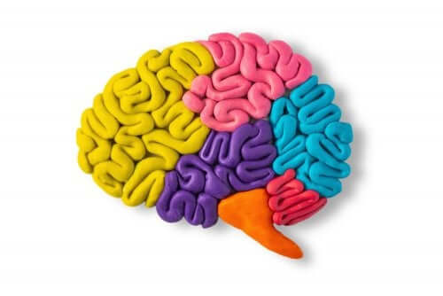 Comment expliquer le fonctionnement du cerveau aux enfants