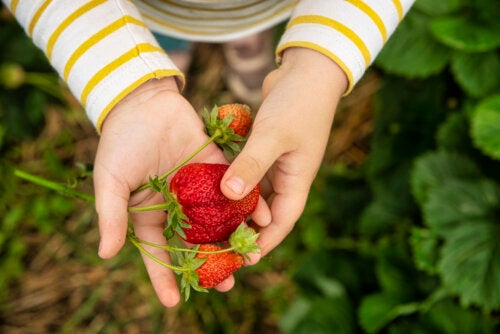 3 recettes très nutritives avec des fraises pour les enfants