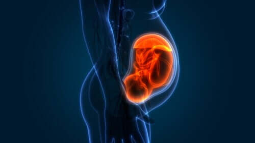 Degrés de maturation du placenta