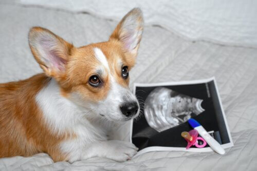 Les chiens peuvent-ils détecter une grossesse ?