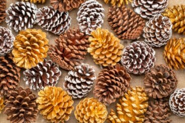 Bricolages avec des pommes de pin