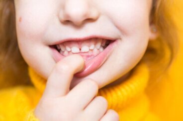 Quels sont les noms et fonctions des dents ?